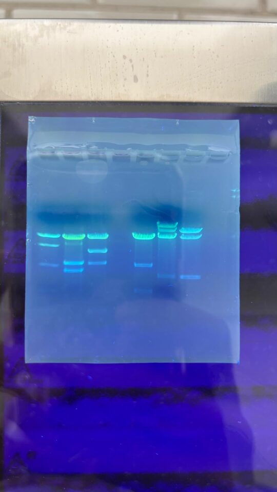  - Nagradni laboratorij DNA fingerprinting